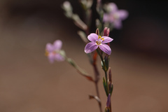 Canscora devendrae